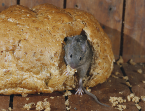 Maus im Brot